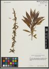 Foto von Salix rigida Muhl.